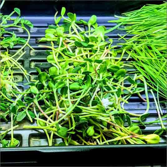 Why CSA Community Supported Agricuture GeoGreens