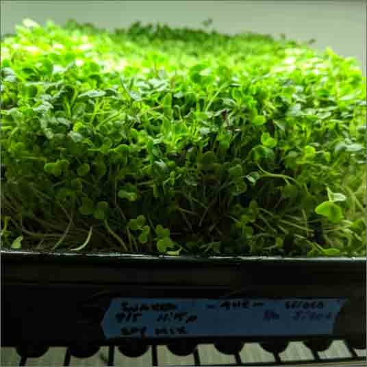 Why Geoponica Greens Community Supported Agricuture