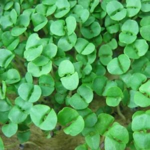 Basil