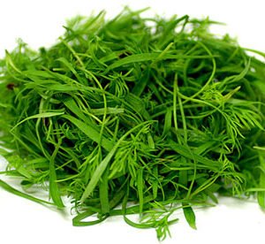 Dill