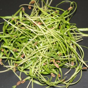 Fennel