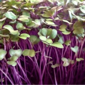 Kohlrabi