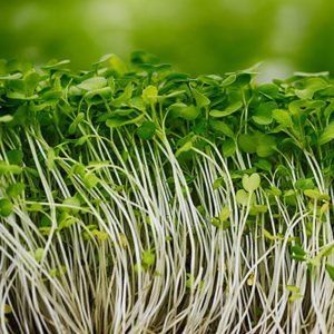 Mustard Green