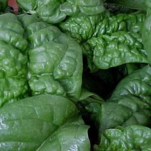Spinach Leafy