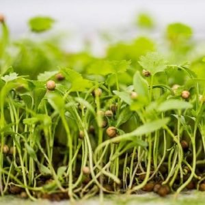 Cilantro