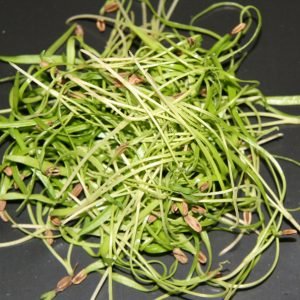 Fennel