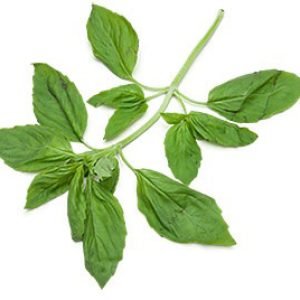 Herb Basil