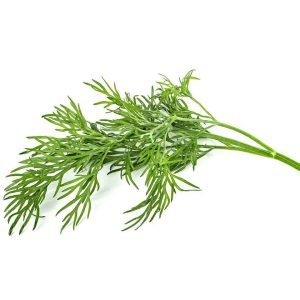 Herb Dill