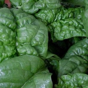 Spinach Leafy